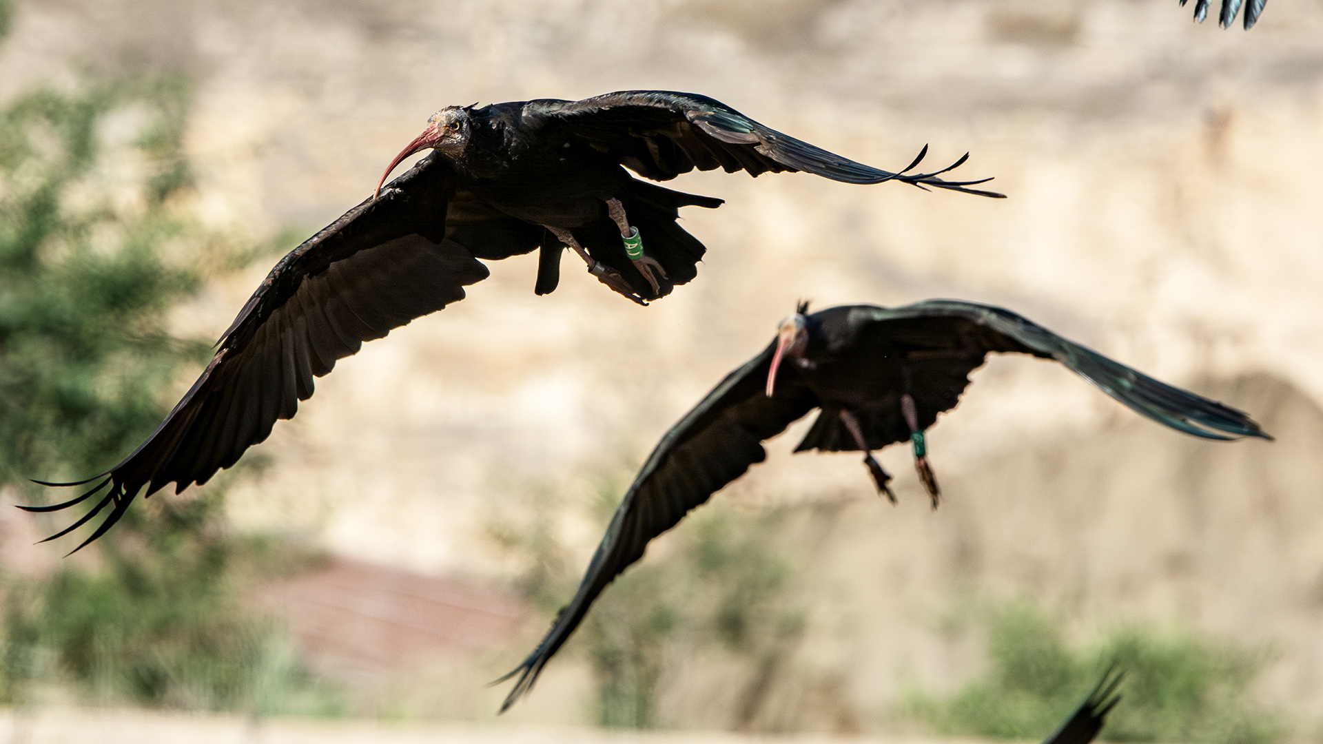 Northern Bald Ibis